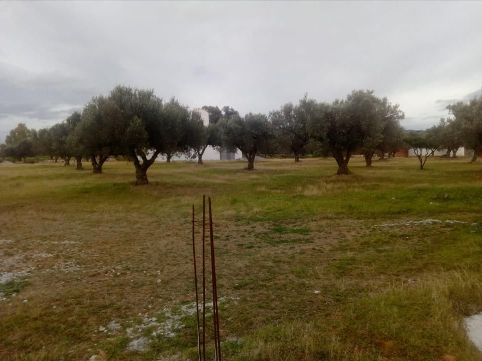 Terrain avec plan de 290m