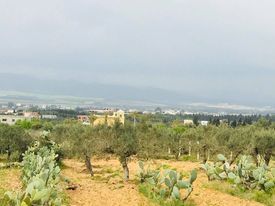 Un terrain av beni wyel hamammet nord bs