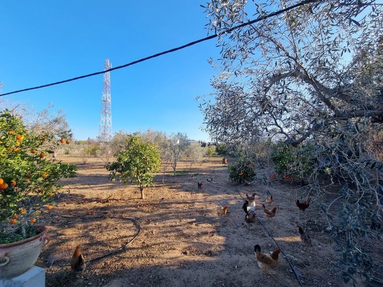 Terrain toutou réf: