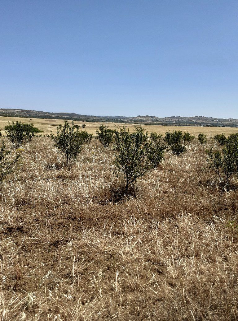 Av un terrain de 70md a latrech hammamet