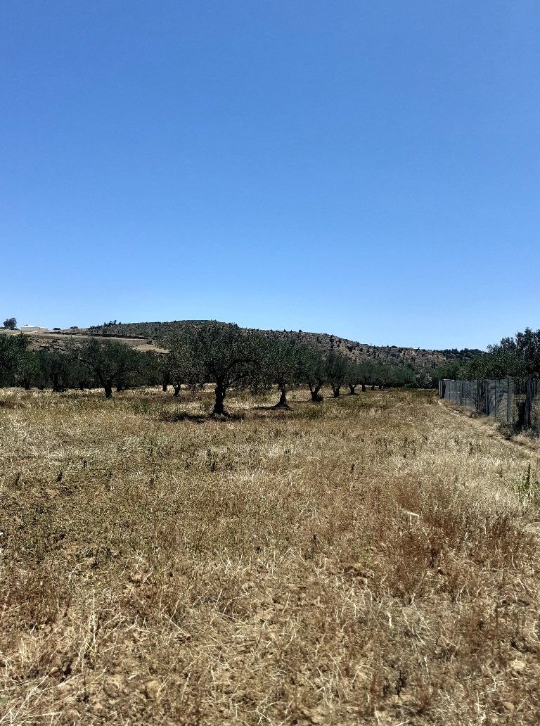 Av terrain de 3 hectares a latrech hammamet