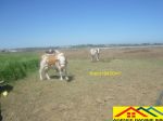 Terrain agricole de 1h et 9400 a el haouaria