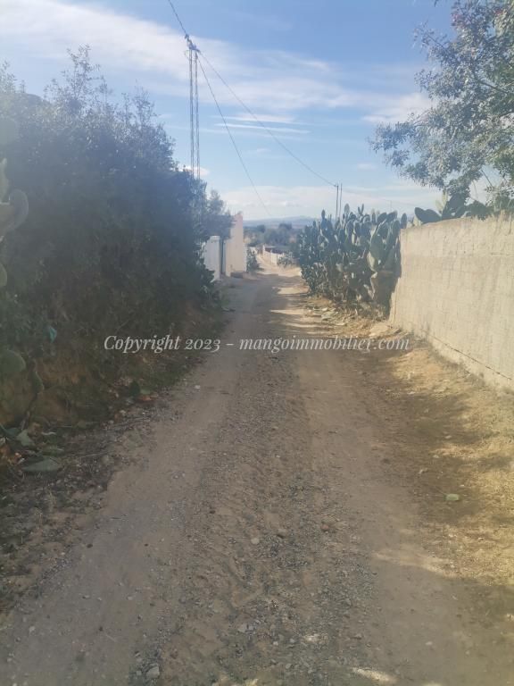 Terrain beni wayel mango hammamet