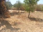 un grand terrain agricole au Somma