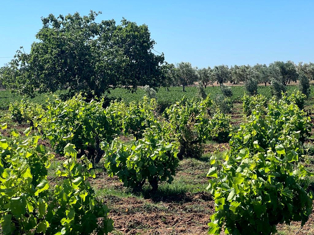 Terrain de 2000 m² à hammamet