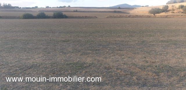 Terrain annitta av à hattous sidi jedidi hammamet sud