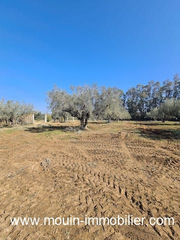 Terrain louma v birbouregba hammamet ii