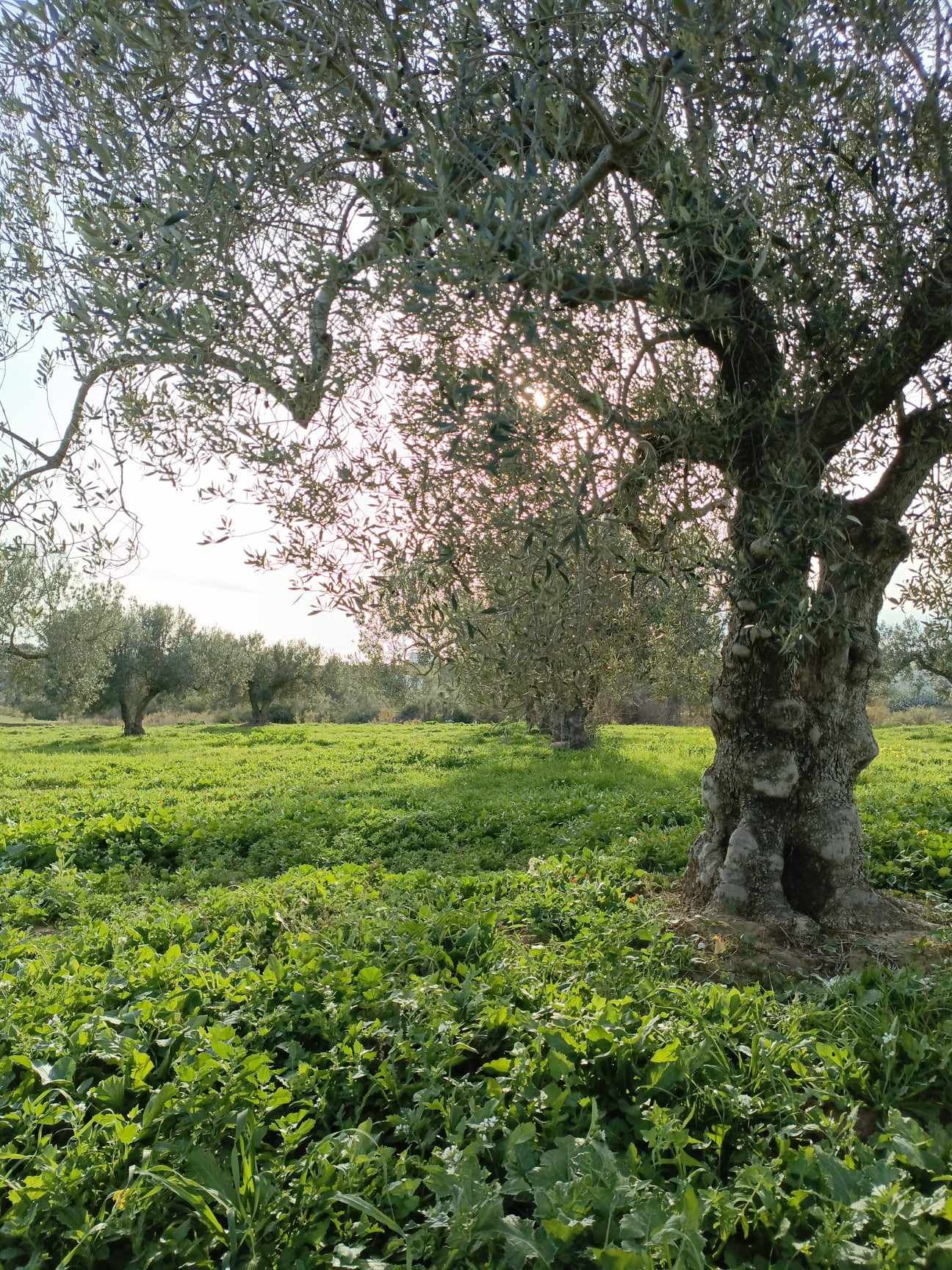 A vendre terrain 4500m à hammamet sud