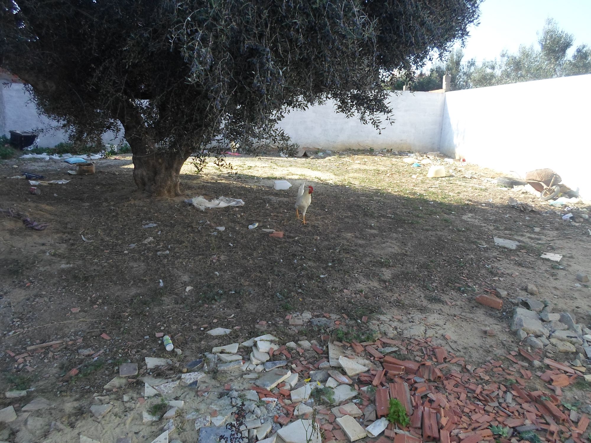 Av terrain dans une zone calme à hammamet nord