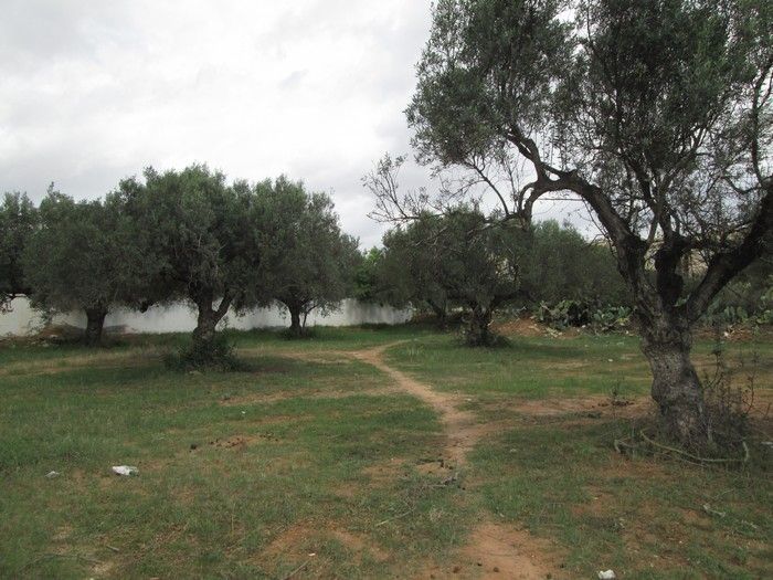 à moncef bey hammamet terrain 1725m