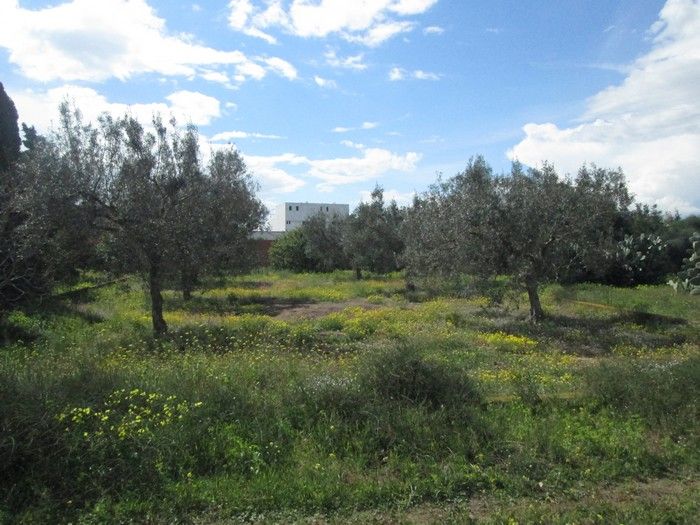 à bir bouragba terrain 439m