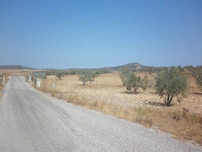 Terrain 50 hectares à jradouplanté des oliviers