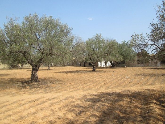 Terrain 307mprojet de partage à hammamet nord