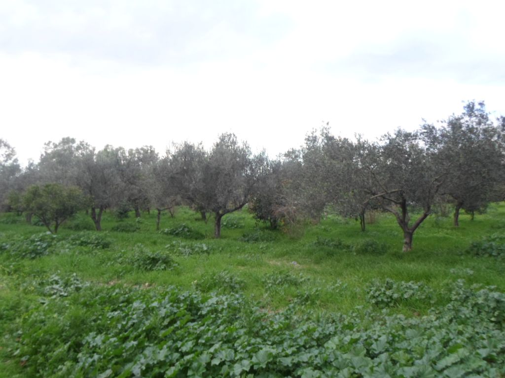 Avdre senia à soliman proche de centre ville