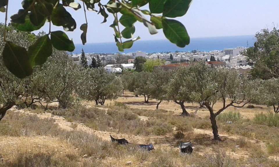 Terrain hammamet souk el khamis