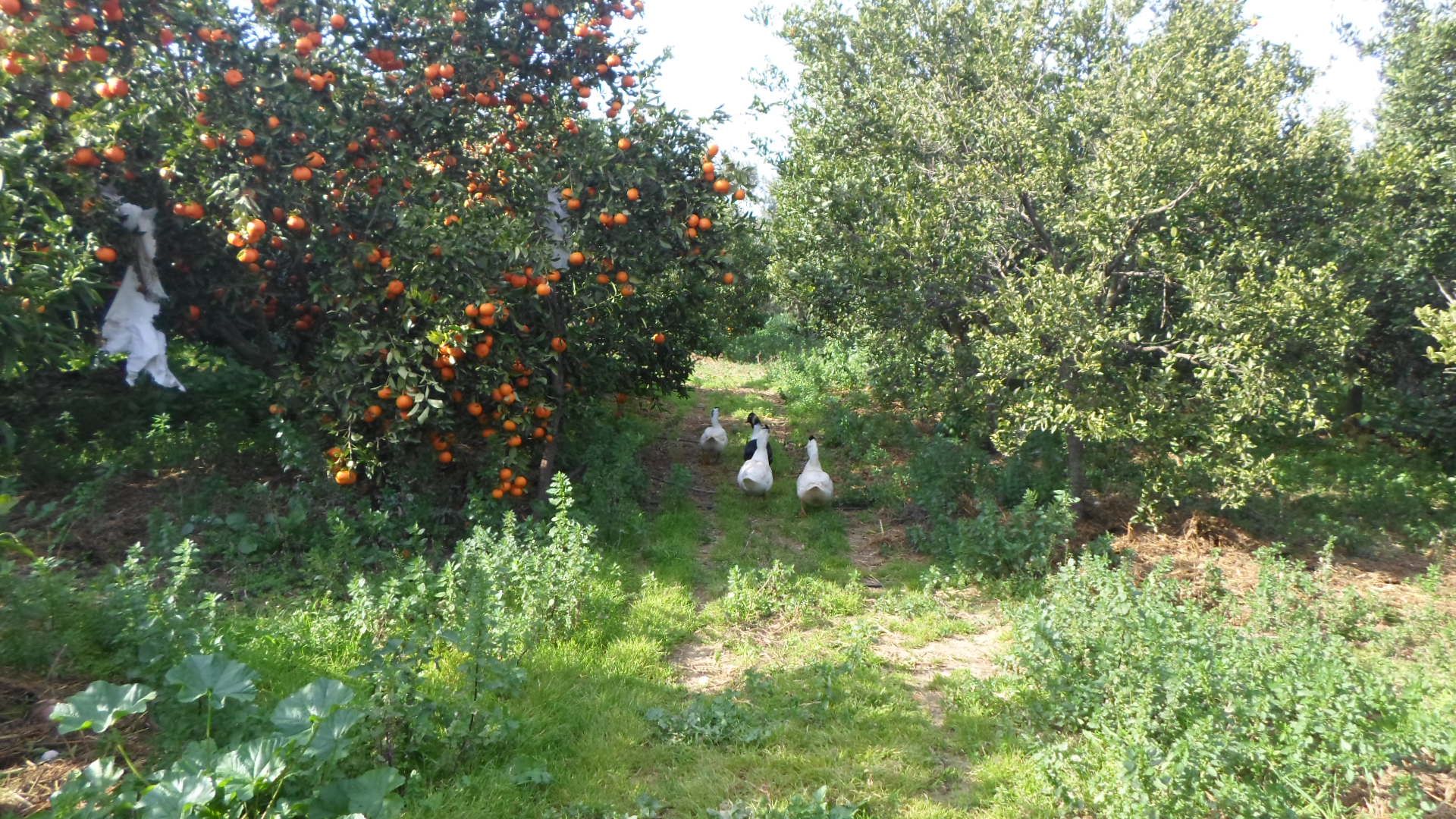 Terrain beni khalled ref