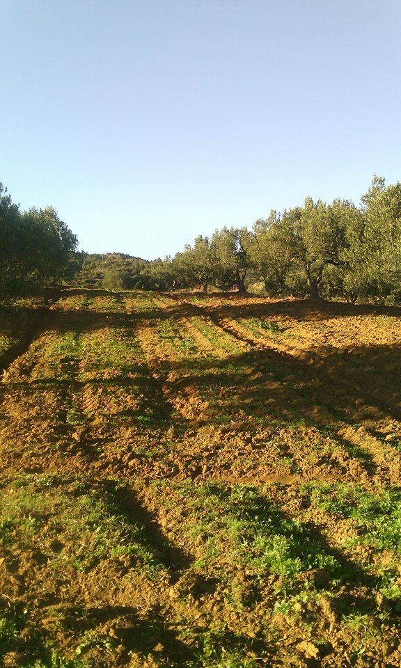 5 hectares avec 240 zitouna à hammamet