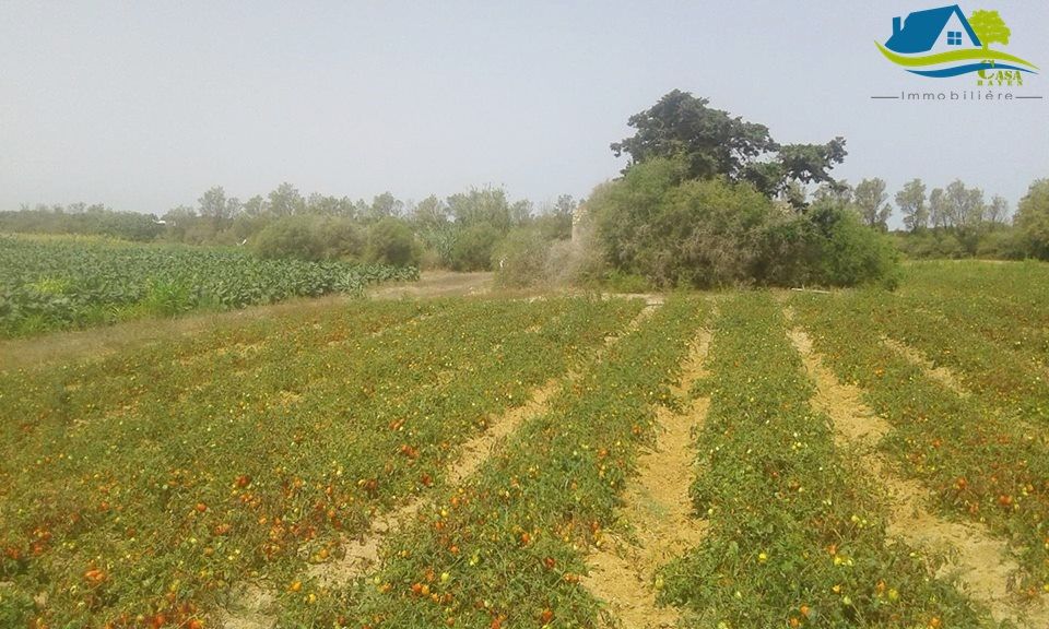 Offre de terrain à kerkouene