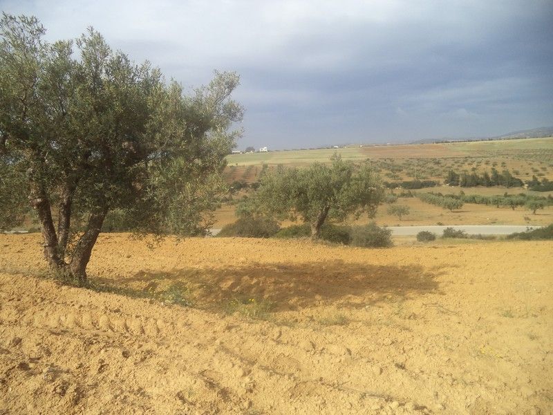 للبيع 2500م به زيتون على الطريق بالحمامات