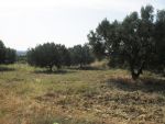 1 Hectare 2000 m2 dans la campagne de Hammamet(12000m2)