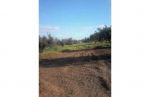 affaire 1 hectare olivier 65md