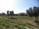 av hectare+9700 avec 80 oliviers à hammamet sud