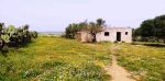 Ferme CAMOMILLE à Bir Dressen Nabeul