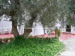 Villa la mamma hamammet