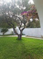 Villa jinen jinen hammamet nord