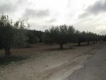 Sur la route goudronnée à sidi Khalifa 1hectare 5000m