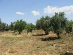 TERRAIN AGRICOLE MOGREN