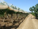 TERRAIN AGRICOLE zaghouen
