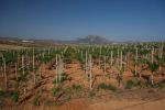 Très bonne affaire, Ferme à Mornag Sidi Masoued