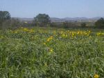 An excellent opportunity to 4.5 ha agricultural land