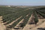 Ferme bouficha hammamet