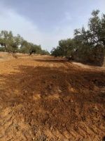 Av terrain 17000m +98 oliviers à hammamet