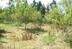 A vendre ferme dans la campagne de hammamet