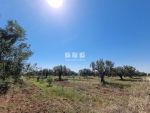 Une ferme à vendre à sidi khelifa