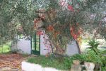 Hammamet(affaire)