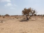 A vendre : terrain à aghir djerba