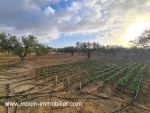 Terrain anna hammamet birbouregba av latrach v