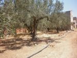 Av terrain 234m a birbouragba hammamet