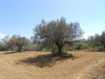 Vente terrain à birbouregba hammamet