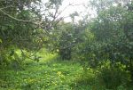 Av el houche vt297