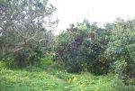 Av. 6000m²  vt:  297