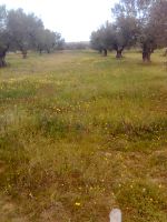 Terrain a vendre a sousse