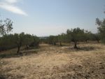 Av terrain faoura 1000m hammamet