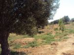 Terrain agricole a chott mériem a vendre