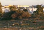 Terrain en face yasmine hammamet