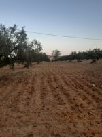 Av terrain 15000m² a hammamet